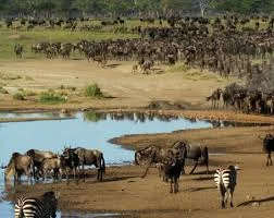 1-Day Mabamba Wetland Shoebill Excursion