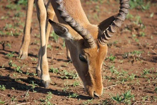 3-Day Tsavo East and Salt Lick Lodge Tour from Diani