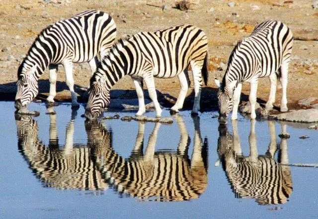 4-Day Gorillas, Wildlife Safari & Kibale Chimp Trekking