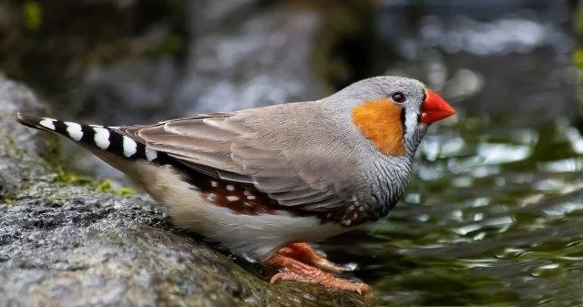 4-Day Enjoy Udzungwa and Mikumi NP