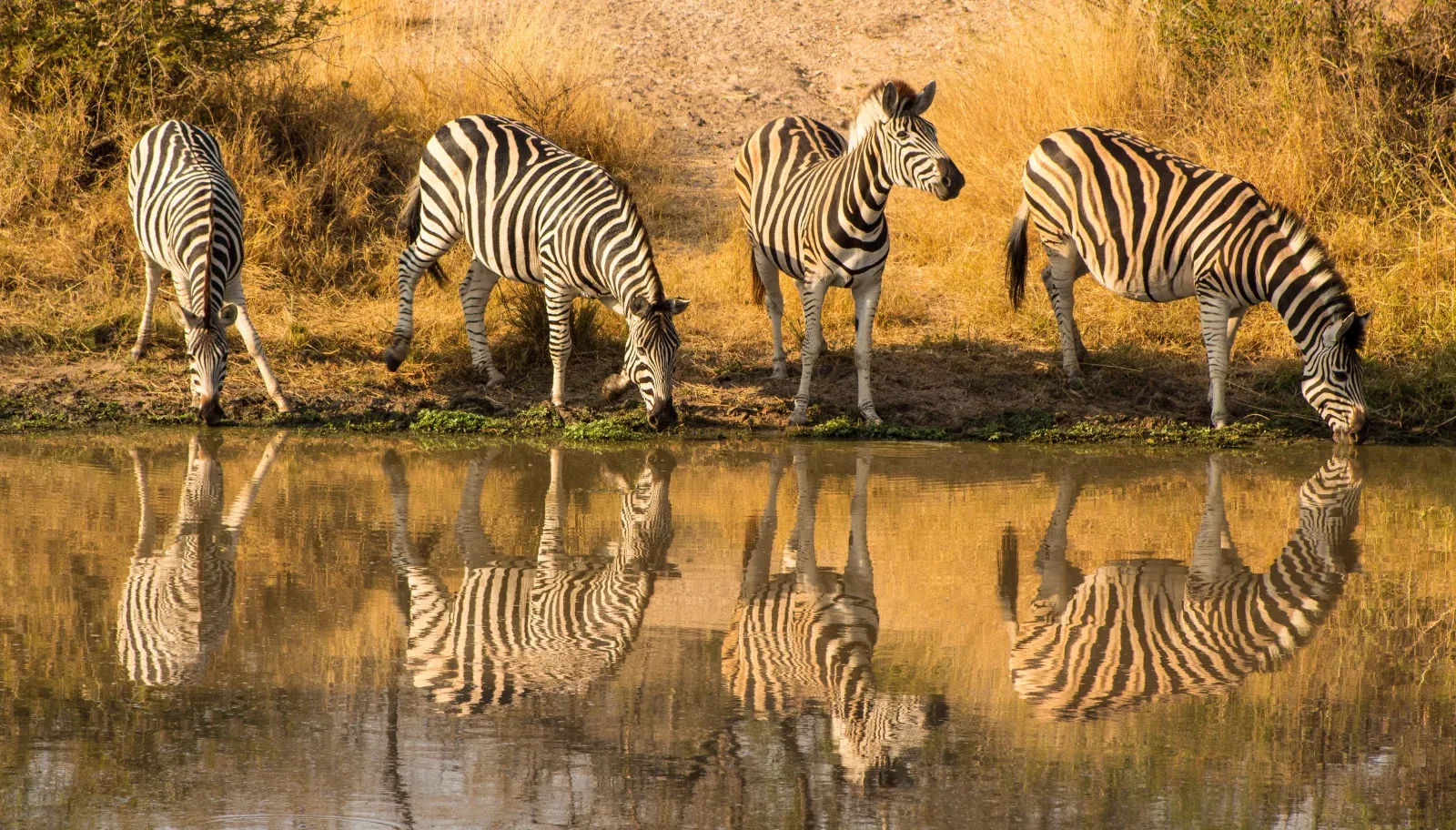 1-Day Epic Trip to Mikumi National Park by Sgr Train