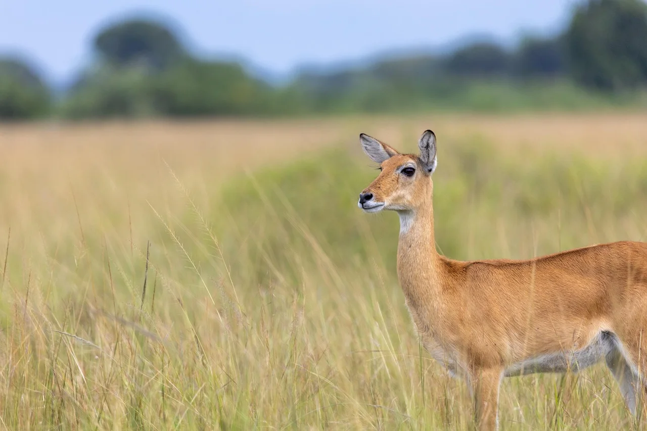 5-Day Uganda Gorilla Tracking and Wildlife Safari