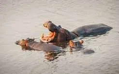 4-Day Akagera Wildlife Safari & Lake Ihema Adventure