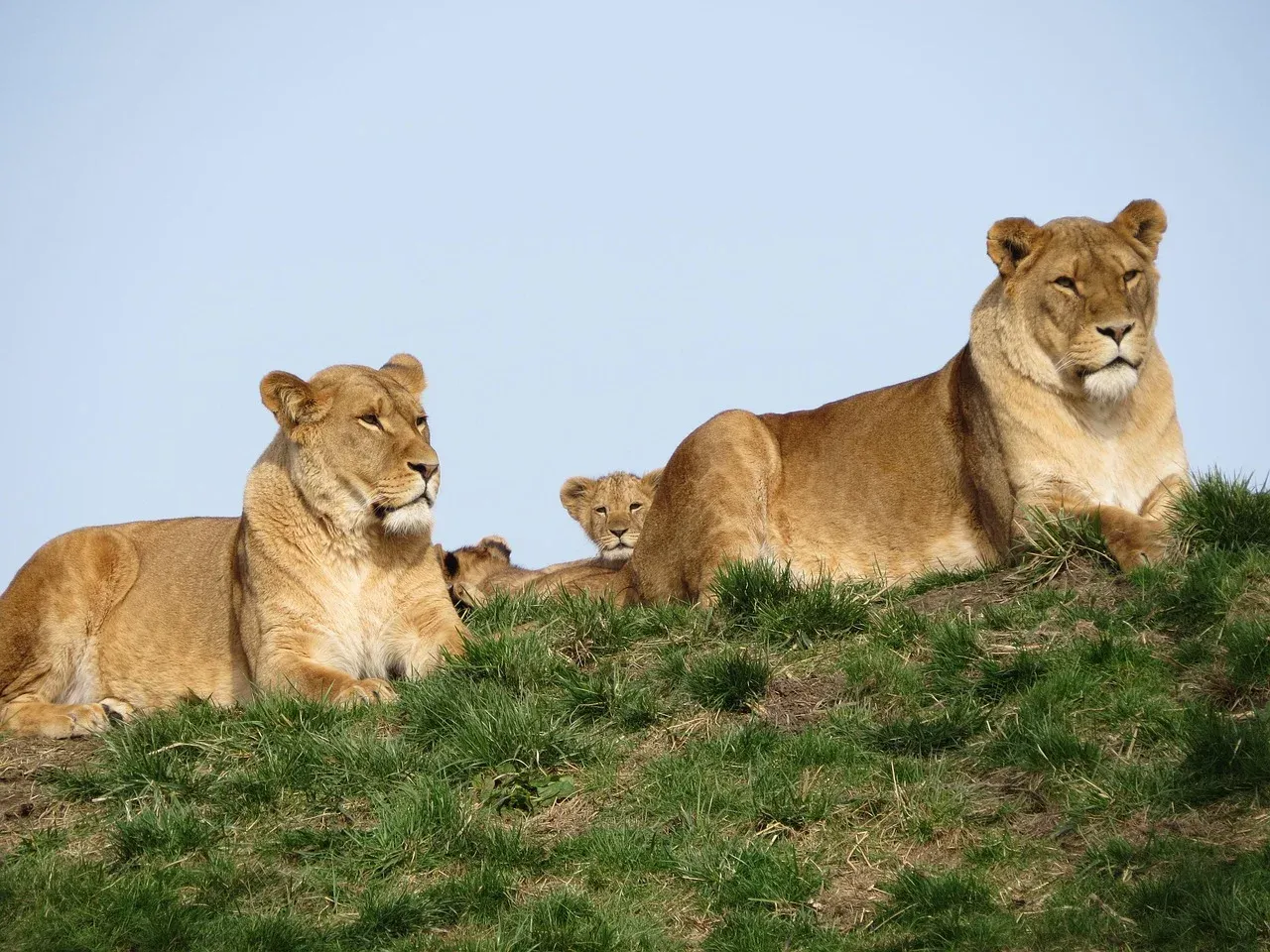 6-Day Magical Wildlife Tour