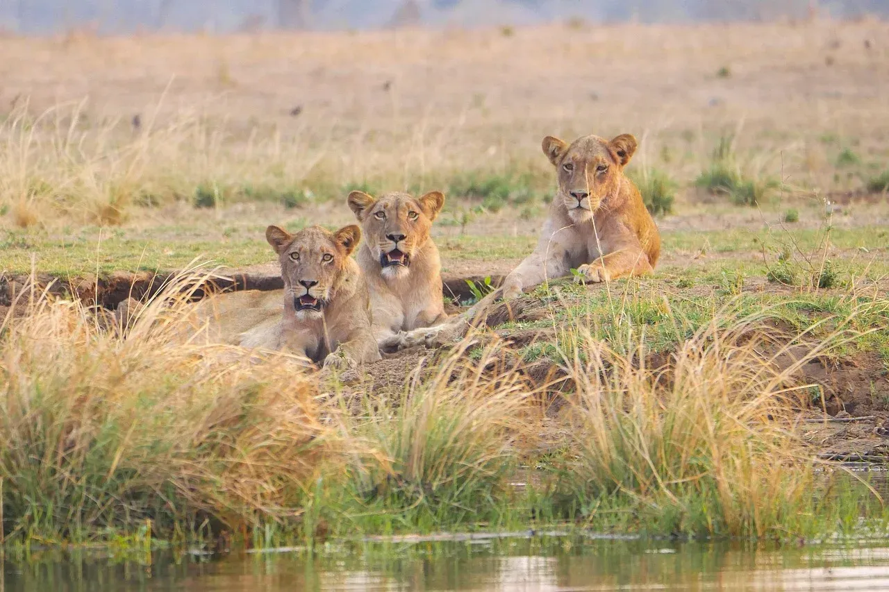 2-Day Saadani National Park Staying Inside the Park