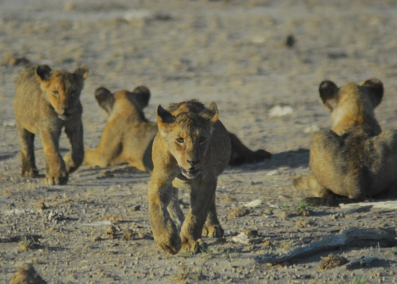 4-Day Explore Masai Mara - Mid Range Package