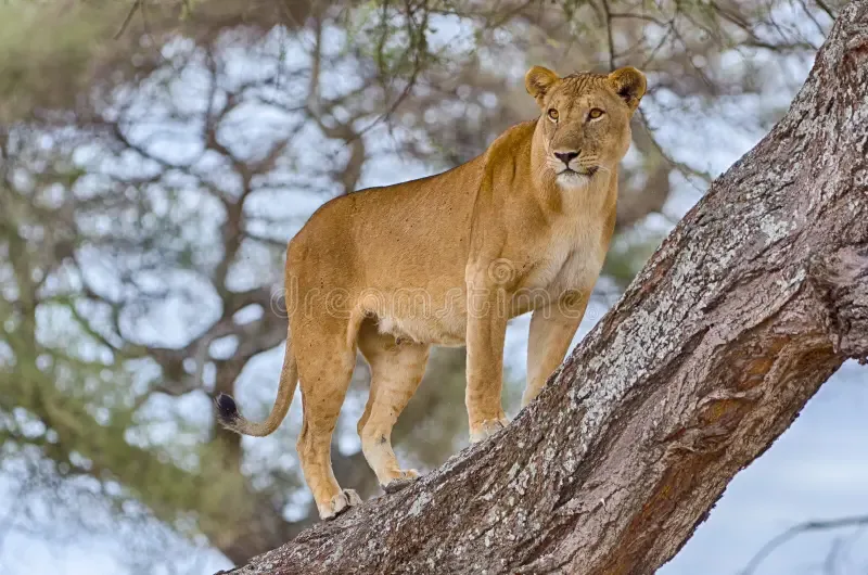 6-Day Wilderbest Calving Season Migration Ndutu