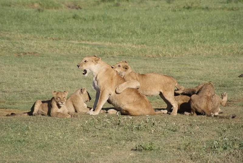 10-Day Luxury Kenya Safari Tour