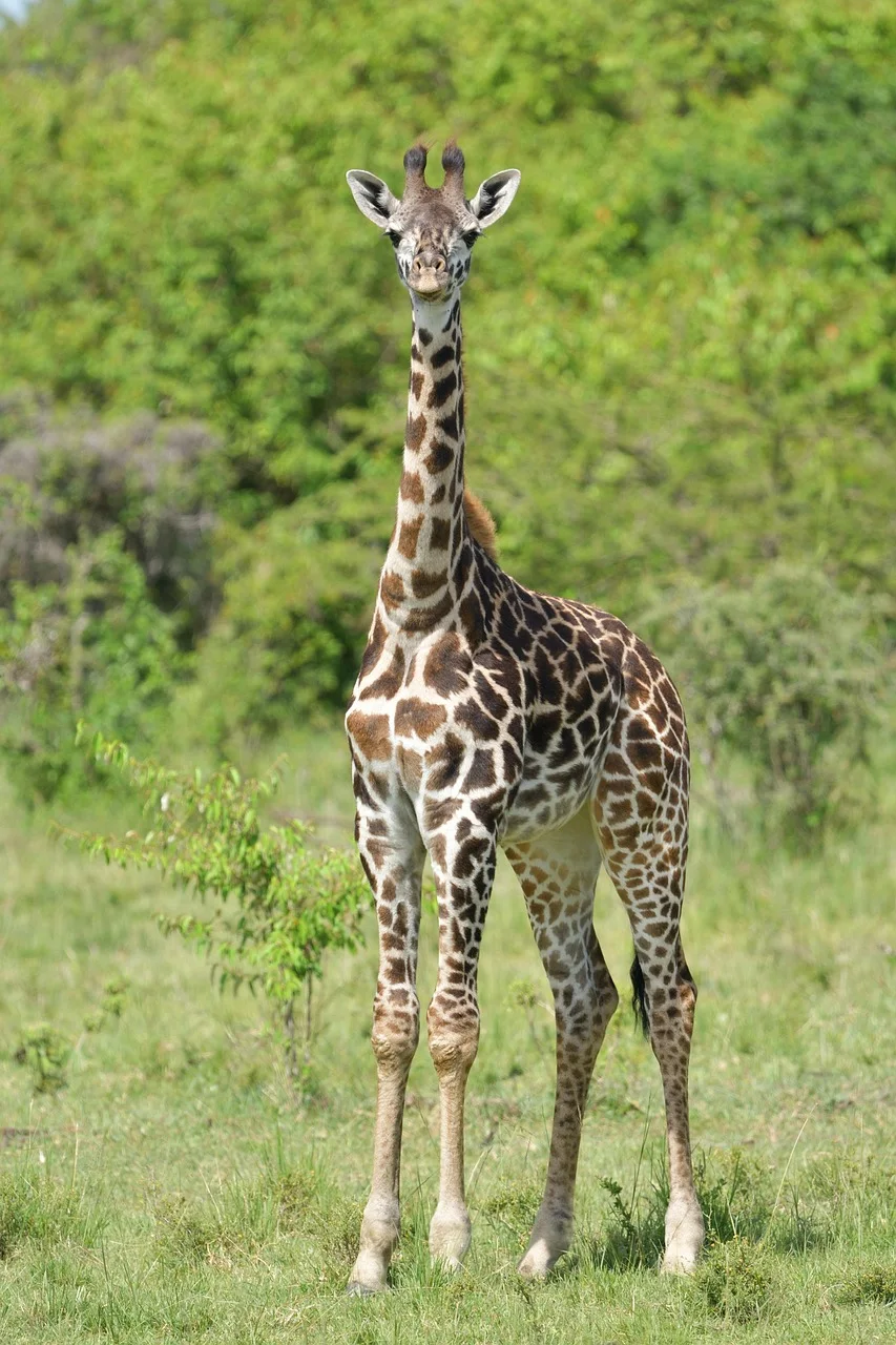 1-Day Fly-in Safari from Zanzibar to Mikumi