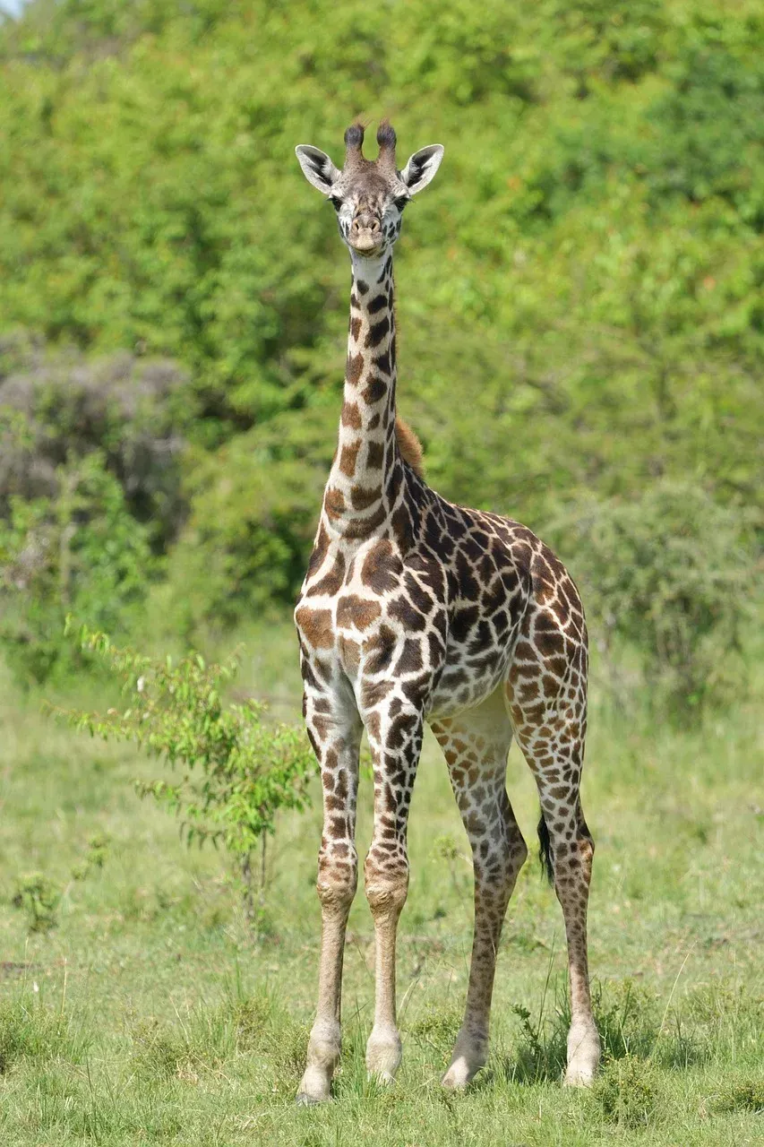 9-Day Mara to Diani Delightful Beach Experience