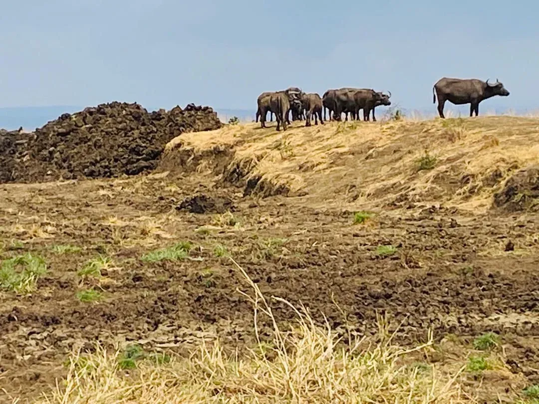 Mikumi National Park Day Safari by Train from Dar es Salaam