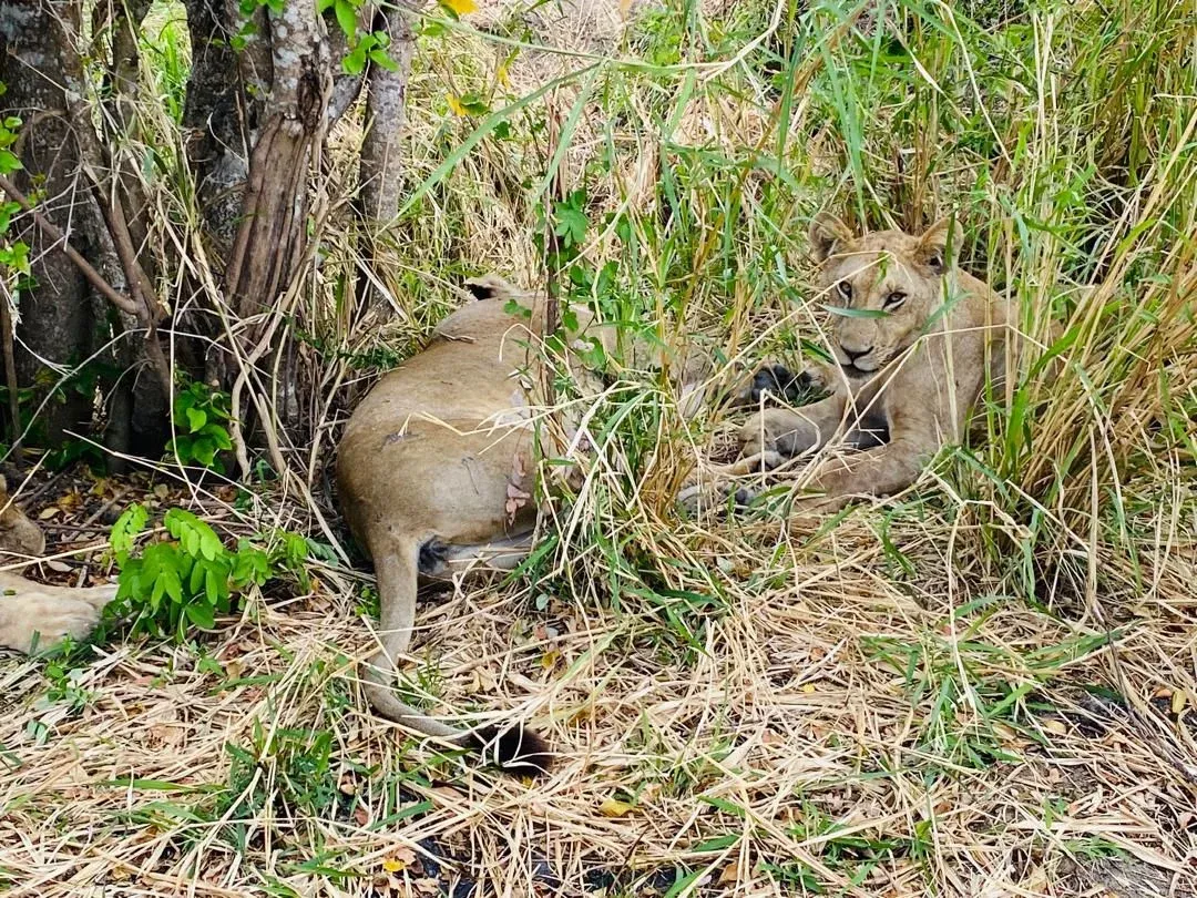1-Day Mikumi Extraordinary Wildlife Experience