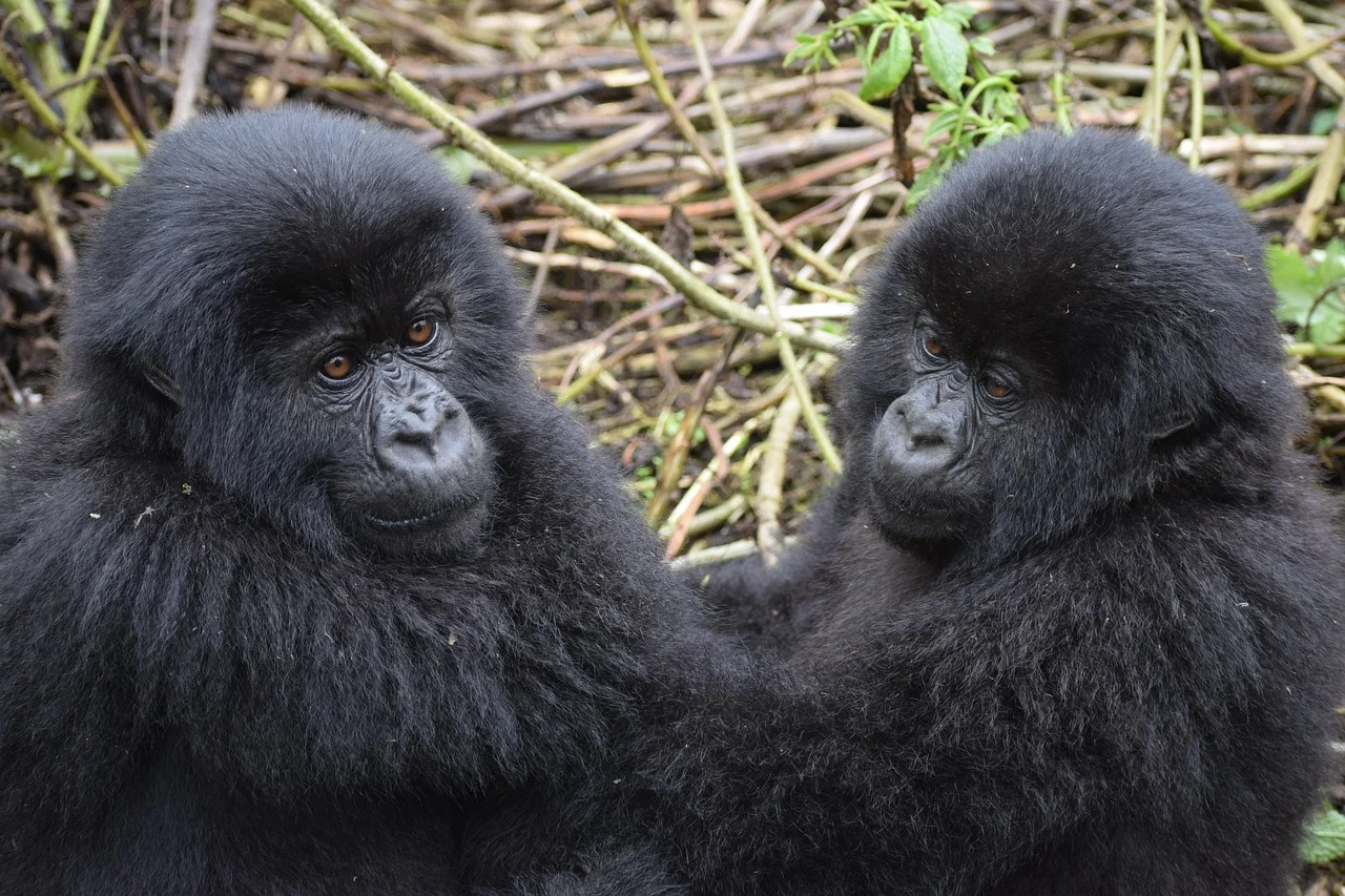 5-Day Gorilla Trekking-Chimp Trekking & Wildlife Safari