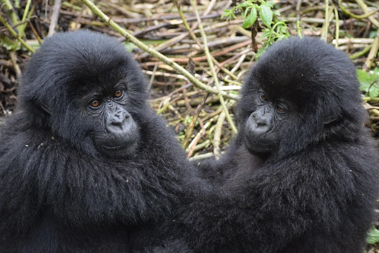 5-Day Gorilla Trekking-Chimp Trekking & Wildlife Safari