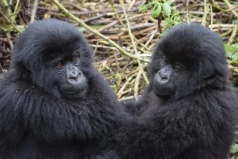 5-Day Gorilla Trekking-Chimp Trekking & Wildlife Safari