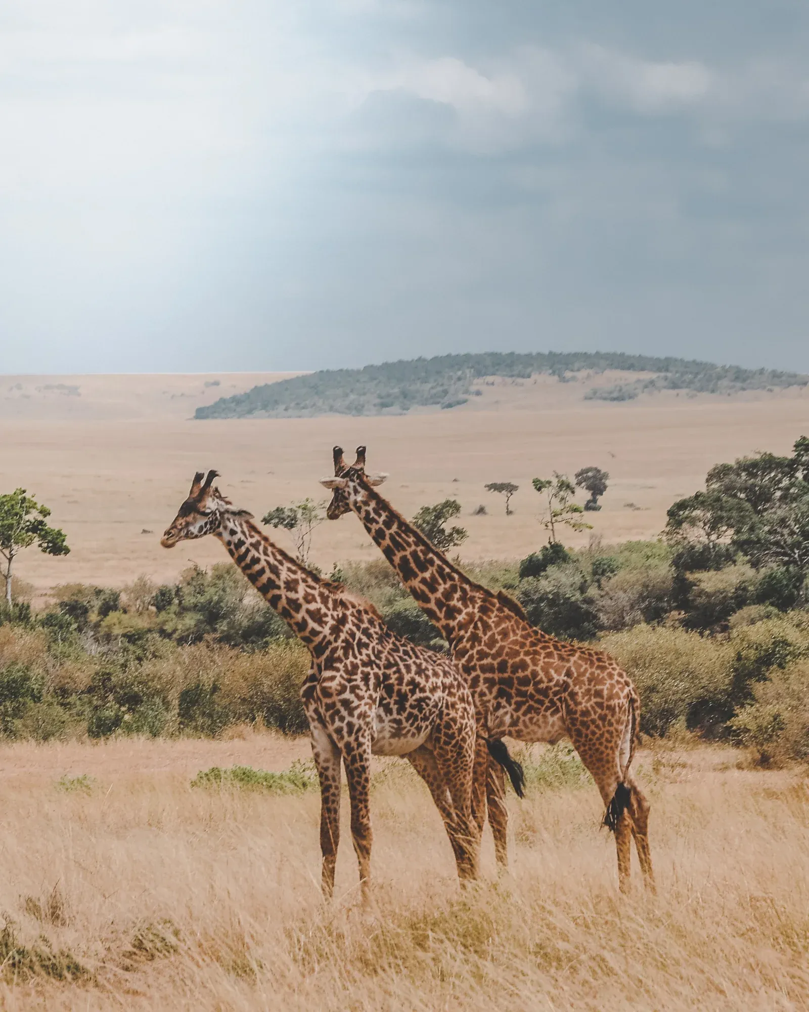 1-Day Explorer Mikumi NP from Morogoro City