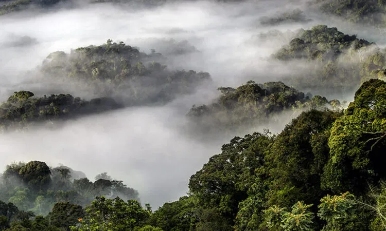 3-Day Nyungwe Rainforest & Lake Kivu Adventure