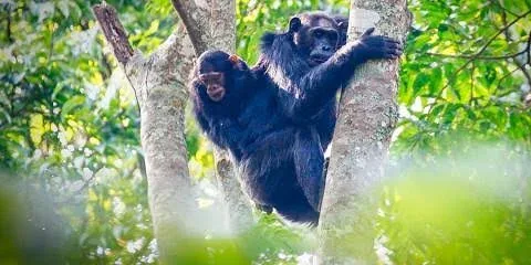 4-Day Nyungwe Chimpanzee Tracking & Rainforest Adventure