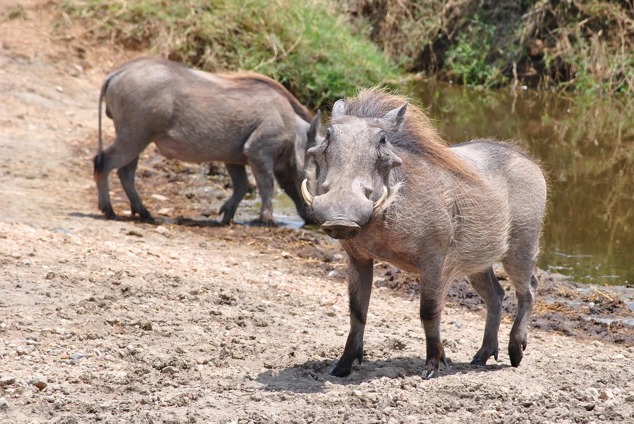 3-Day Murchison Falls NP Safari Uganda