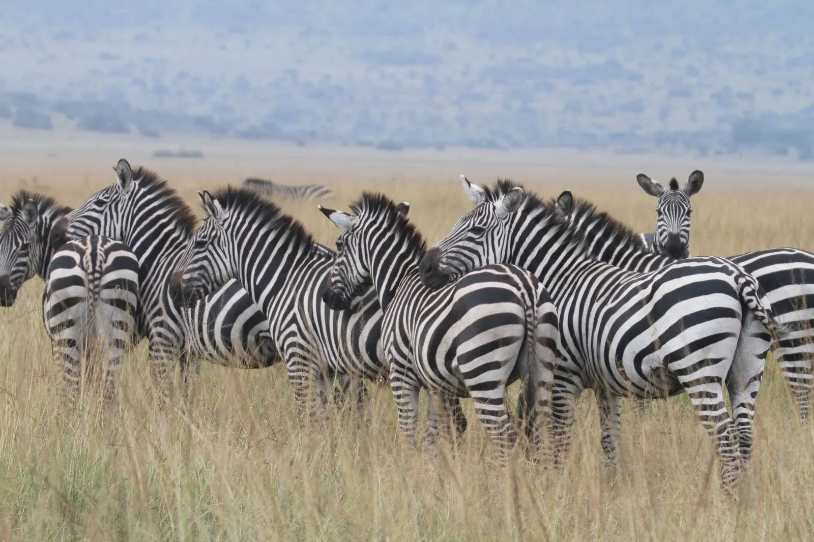 1-Day Rwanda Wildlife Safari to Akagera from Kigali