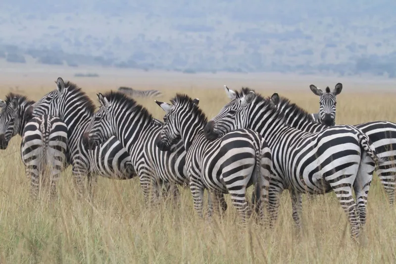 1-Day Rwanda Wildlife Safari to Akagera from Kigali