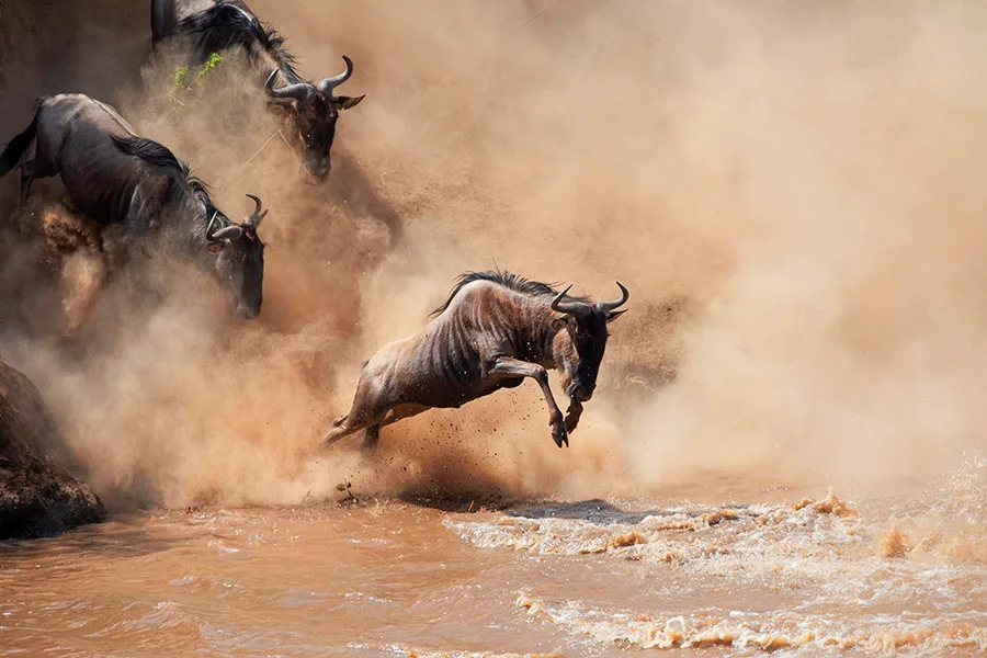 Experience 6-Day Budget Friendly Migration Safari