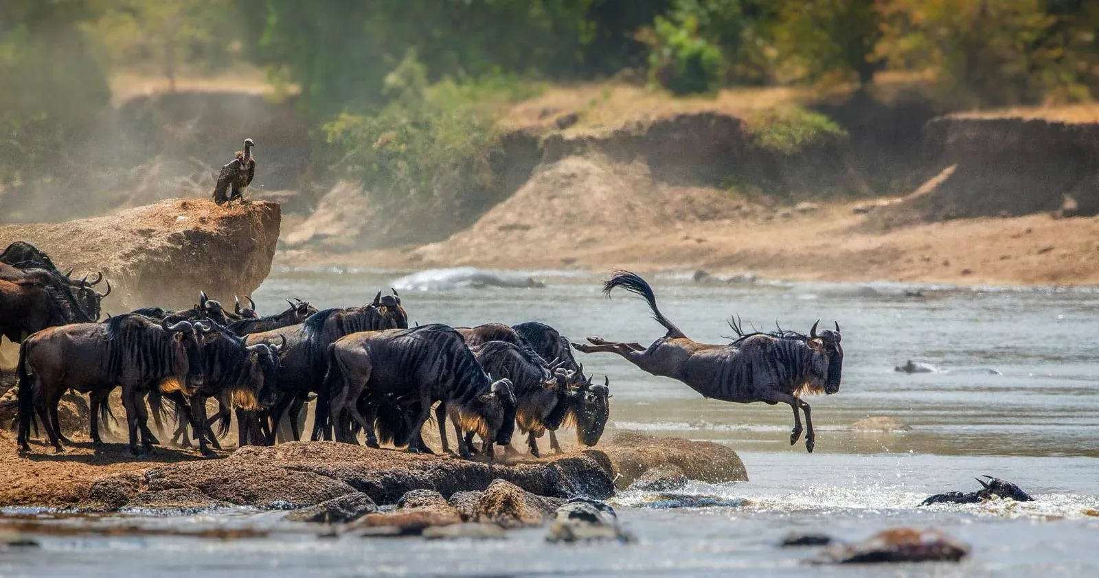 7-Day Journey of the Wildebeest Mid-Range Lodge Safari