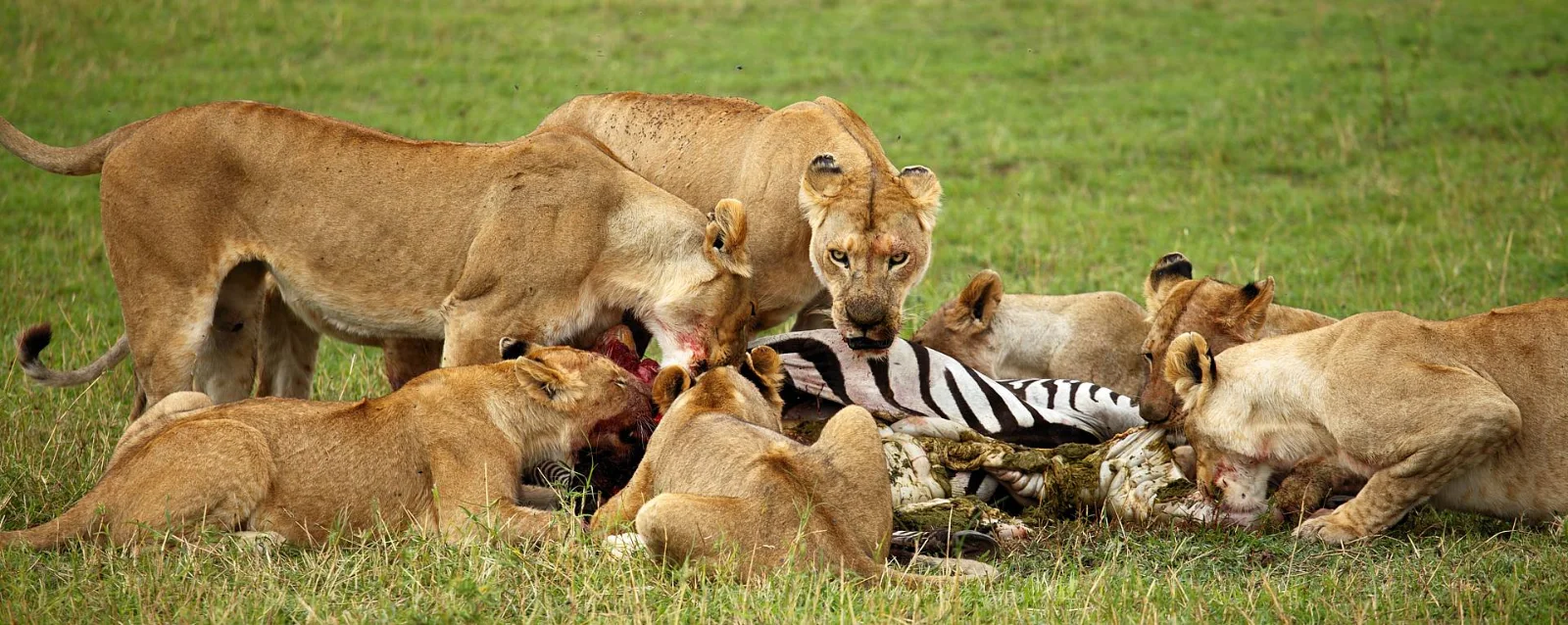 1-Day Mikumi National Park - Tanzania Southern Circuit
