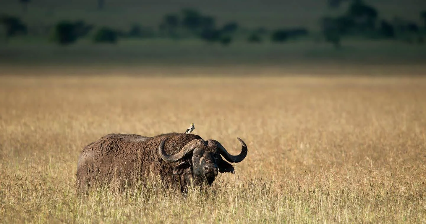 Discover 7-Day Off-Peak Tanzania Tour