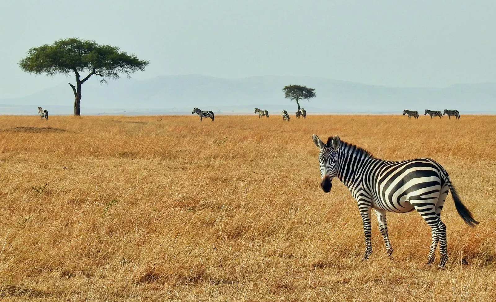 1-Day Enjoy Mikumi NP by Train from Dar Es Salaam