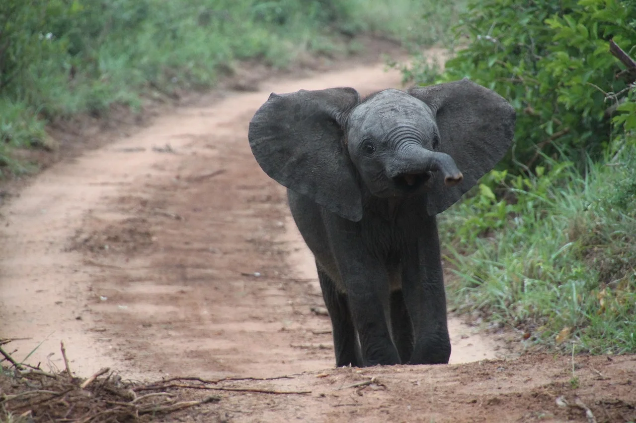 2-Day Mikumi National Park Private Safari& Maasai Tour