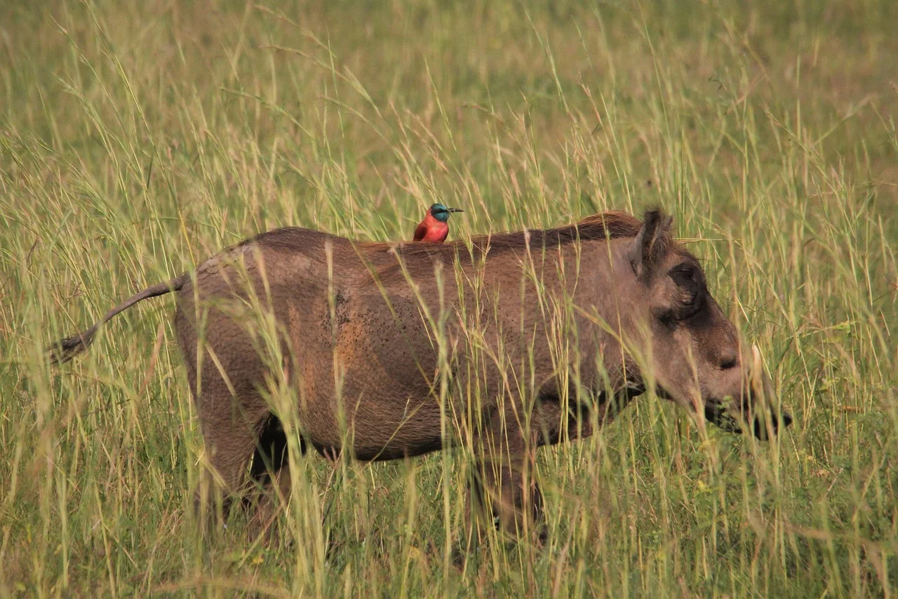 5-Day Uganda Safari  -  Gorillas, Chimps & Queen Elizabeth
