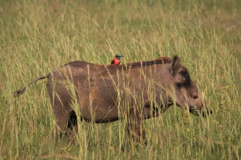 5-Day Uganda Safari  -  Gorillas, Chimps & Queen Elizabeth