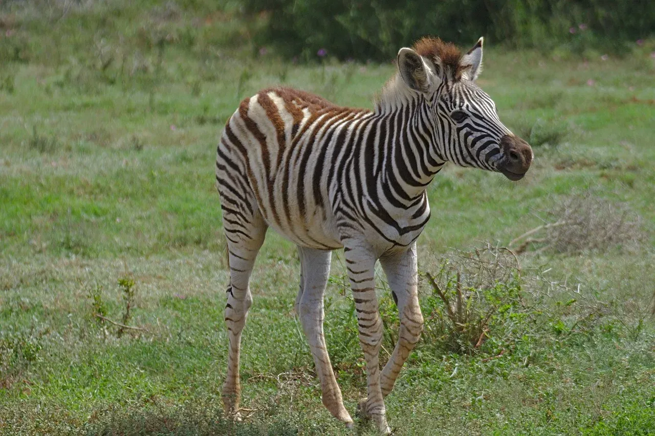 3-Day Best Luxury Safari in the Heart of Masai Mara