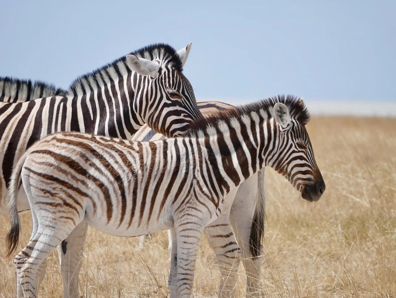 4-Day Ugandan Primate Safari