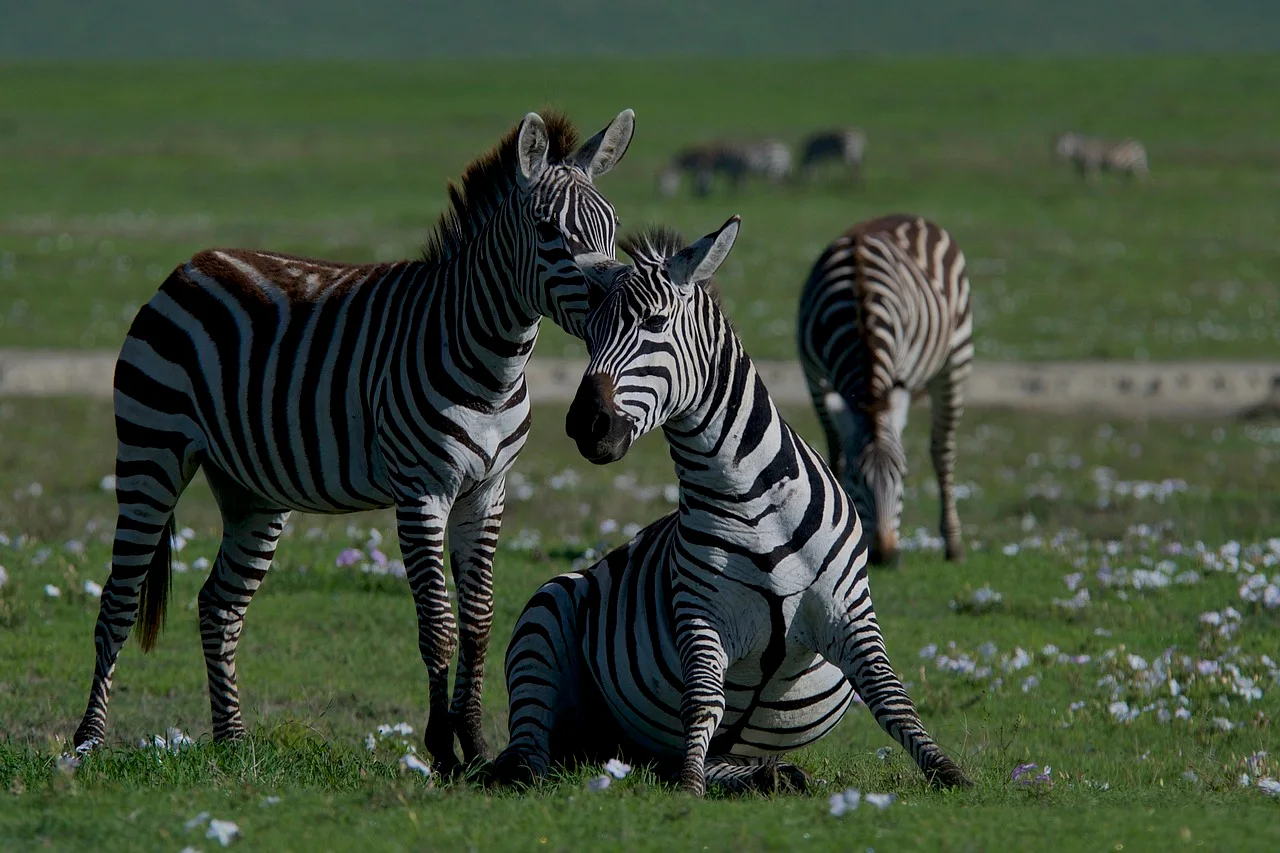 4-Day Explore Amboseli & Tsavo East National Parks